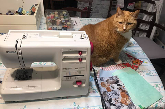 Image of cat next to a sewing machine