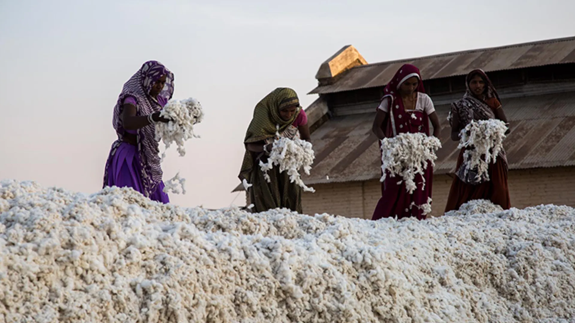 Cotton farmers in India