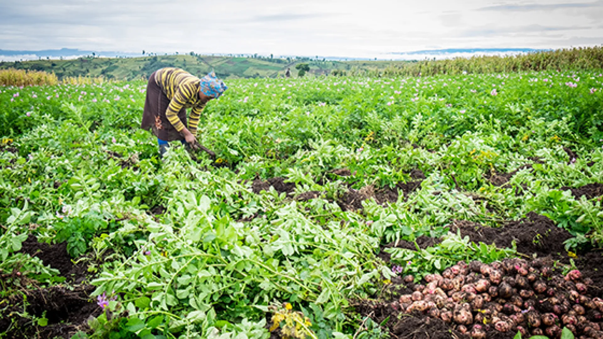 African worker tending crops in field