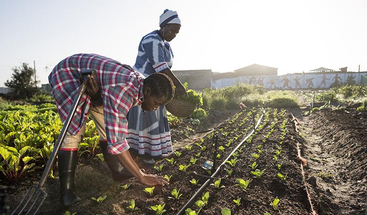 African women farming