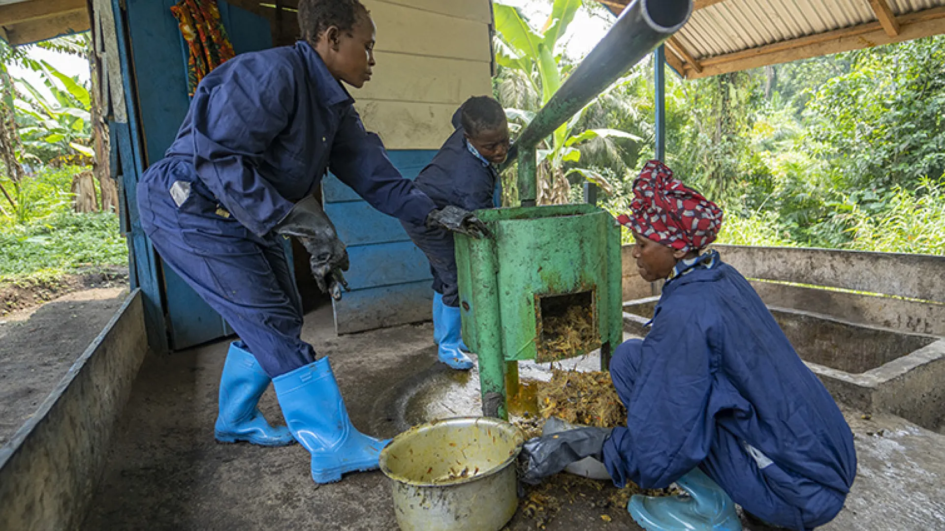 Three women doing agricultural work in Democratic Republic of Congo
