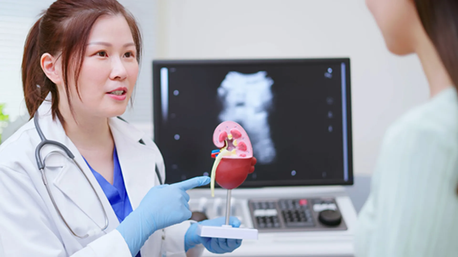 doctor showing model of kidney to patient