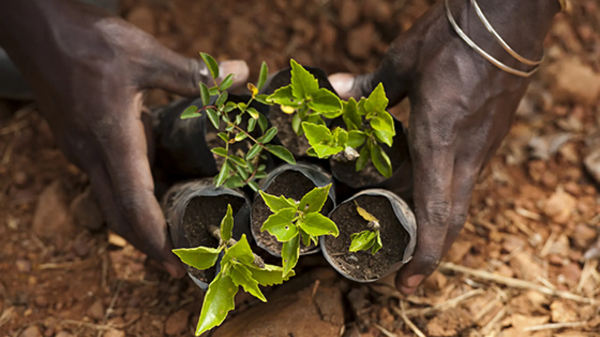 Hands holding crops