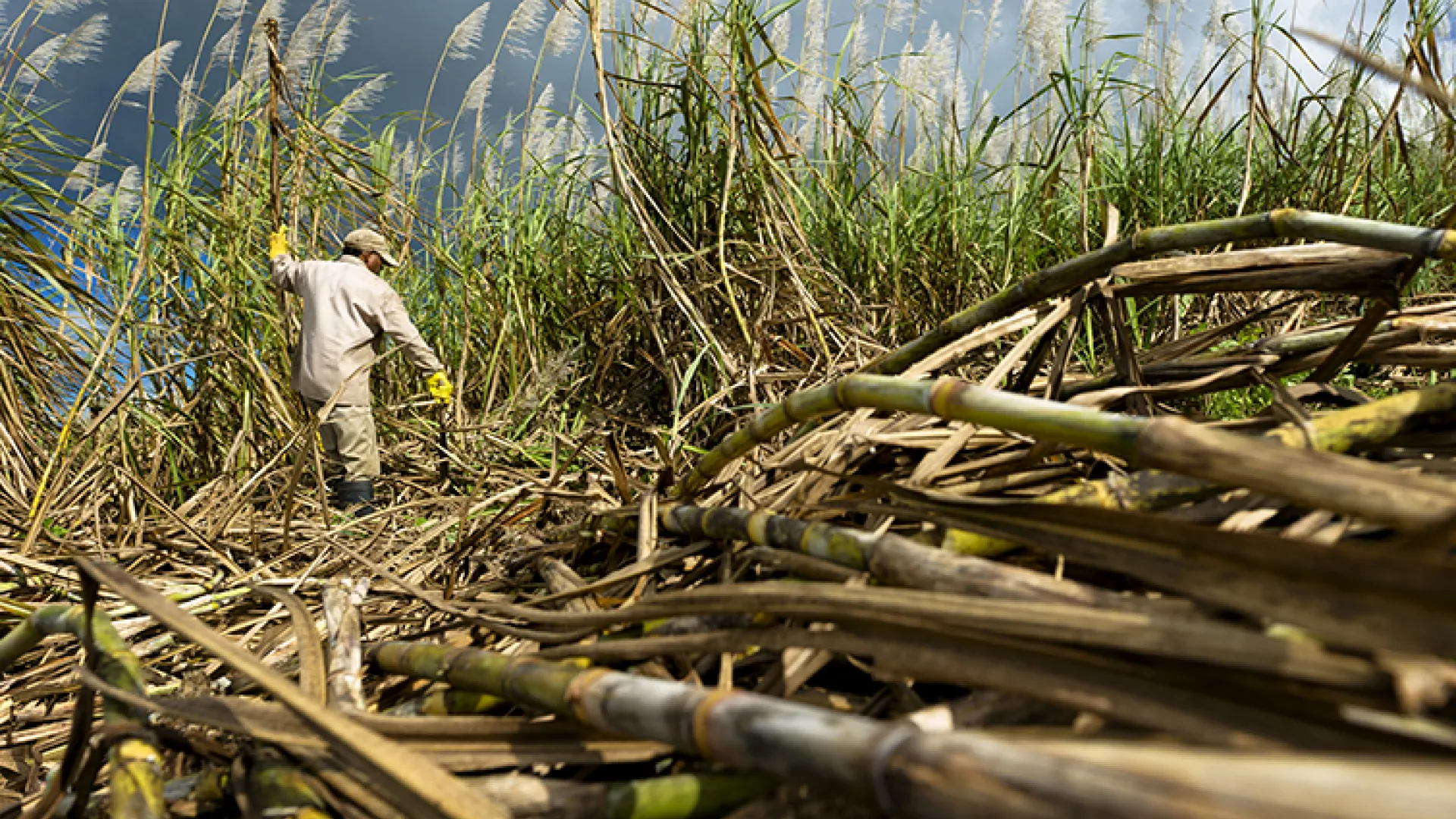 worker in sugar cane field