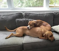 Jess's dogs
