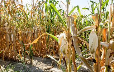 Corn crop suffering from drought