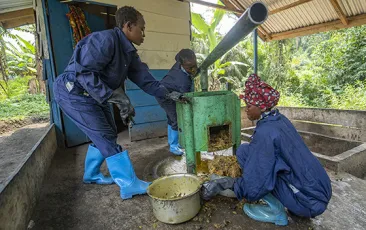 Three women doing agricultural work in Democratic Republic of Congo