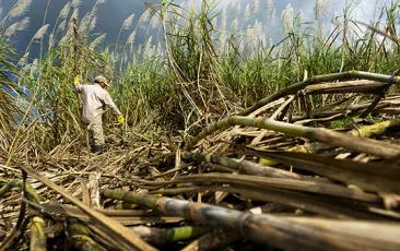 worker in sugar cane field