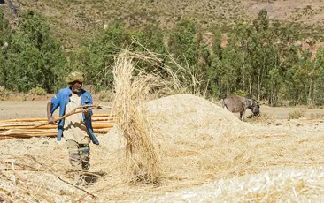Ethiopian wheat farmer in his field