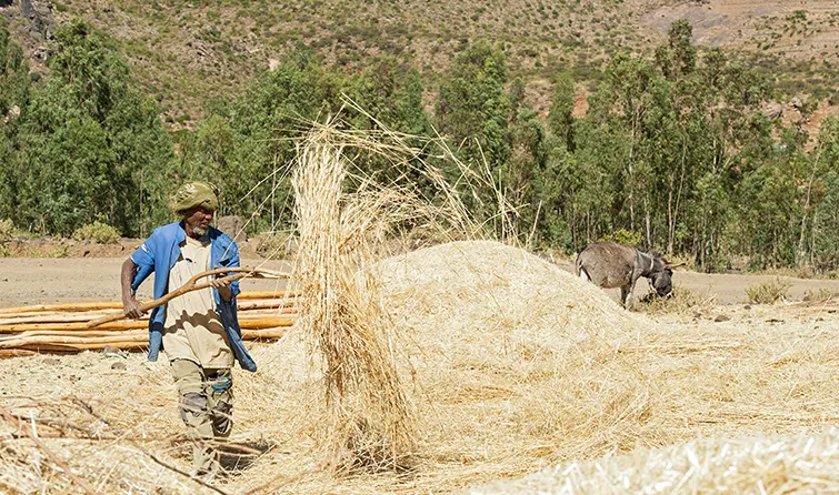 Ethiopian wheat farmer in his field