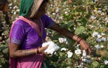Image of woman in colorful sari picking cotton 