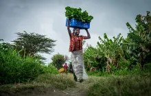Smallholder Farms