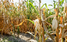 Corn crop suffering from drought