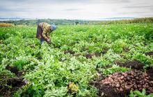 African worker in field of crops