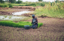 African woman planting rice