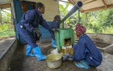 Three women doing agricultural work in Democratic Republic of Congo