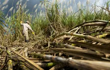worker in sugar cane field